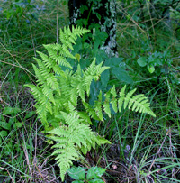 photo of woodsia obtusa